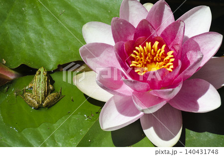 pink pond lily and green frog pink pond lily and green frog 140431748