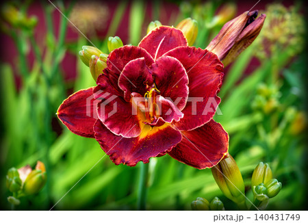 dark red blossom of a daylily dark red blossom of a daylily 140431749