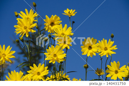 yellow blossoms of a sunroot yellow blossoms of a sunroot 140431750