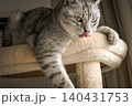 キャットタワーで遊ぶ猫アメリカンショートヘアブルータビー 140431753
