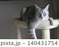 キャットタワーで遊ぶ猫 140431754