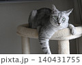 キャットタワーから見下ろす猫アメリカンショートヘアブルータビー 140431755