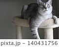 上を見上げる猫 140431756