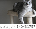 キャットタワー上に座る猫 140431757