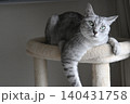 キャットタワーから見下ろす猫アメリカンショートヘアブルータビー 140431758