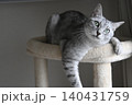 キャットタワーの上に座る猫 140431759