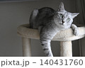 キャットタワーの上に座る猫 140431760