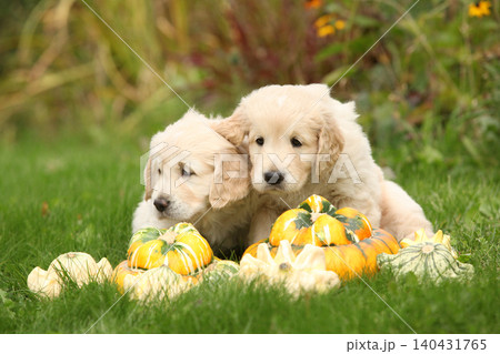 Two amazing puppies in the garden Two amazing puppies in the garden 140431765