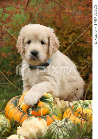 Adorable gold retriever puppy with pumpkins Adorable gold retriever puppy with pumpkins 140431825