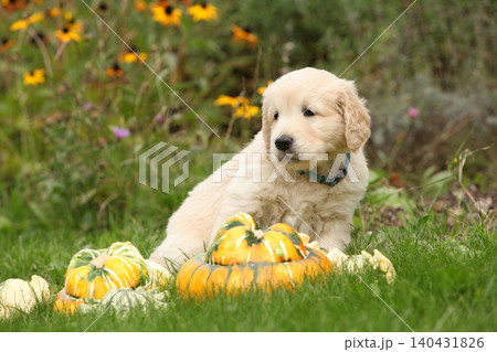 Adorable gold retriever puppy with pumpkins 140431826