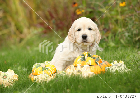 Adorable gold retriever puppy with pumpkins Adorable gold retriever puppy with pumpkins 140431827