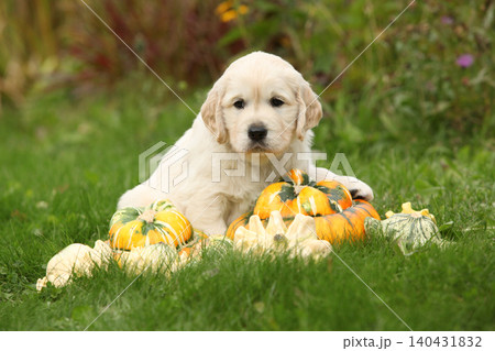 Adorable gold retriever puppy with pumpkins Adorable gold retriever puppy with pumpkins 140431832