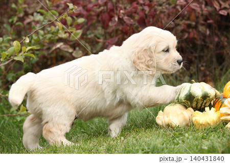 Adorable gold retriever puppy with pumpkins Adorable gold retriever puppy with pumpkins 140431840
