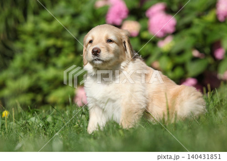Amazing hovawart puppy in the garden alone, ni Amazing hovawart puppy in the garden alone, ni 140431851