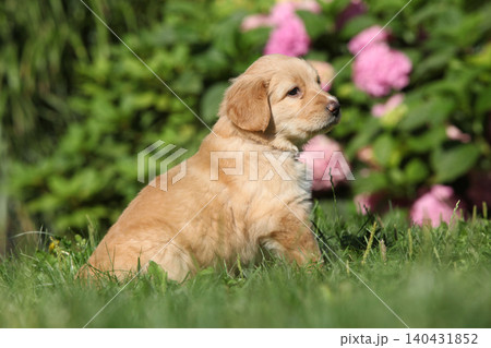 Amazing hovawart puppy in the garden alone, ni Amazing hovawart puppy in the garden alone, ni 140431852