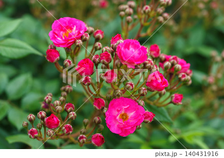 Bush of Floribunda, spray rose with pink flowers in summer garden green background Bush of Floribunda, spray rose with pink flowers in summer garden green background 140431916