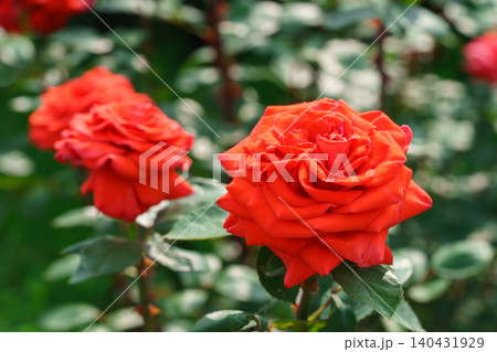Branch of bright red rose flowers blooming in garden with green leaves and natural background Branch of bright red rose flowers blooming in garden with green leaves and natural background 140431929