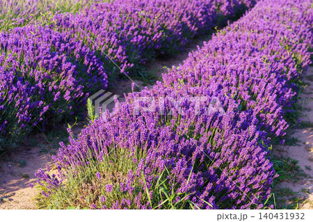 Blooming lavender medicinal herb bush rows with aromatic purple flowers in summer garden landscape 140431932