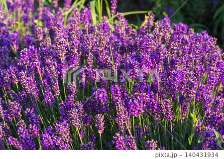 Lavender bushes blooming under warm sunlight in peaceful purple and green summer field background Lavender bushes blooming under warm sunlight in peaceful purple and green summer field background 140431934