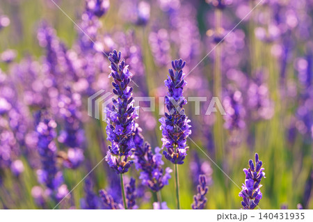 Lavender blossoms glowing in soft evening sunlight during peak summer bloom in a fragrant garden Lavender blossoms glowing in soft evening sunlight during peak summer bloom in a fragrant garden 140431935