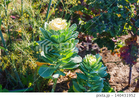Ornamental cabbage, flowering kale Brassica oleracea plant growing in sunny vegetable garden Ornamental cabbage, flowering kale Brassica oleracea plant growing in sunny vegetable garden 140431952