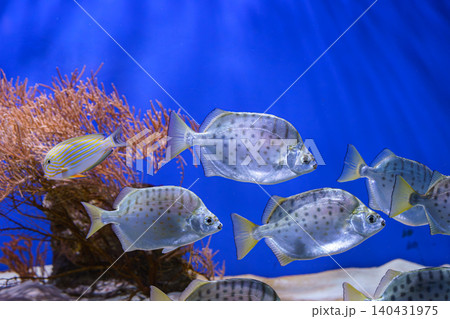 School of silver fish, Scatophagus argus or spotted scat, butterfish swimming on blue underwater School of silver fish, Scatophagus argus or spotted scat, butterfish swimming on blue underwater 140431975