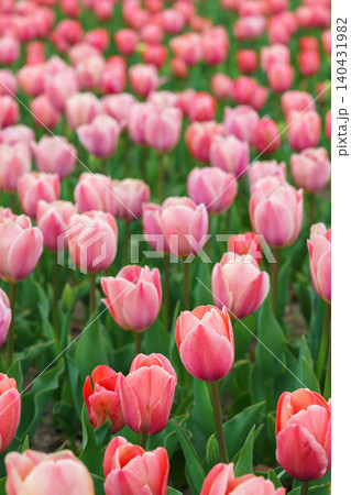 Pink tulips Tulipa gesneriana closeup blooming flowers in field or garden, spring tulip plantation Pink tulips Tulipa gesneriana closeup blooming flowers in field or garden, spring tulip plantation 140431982