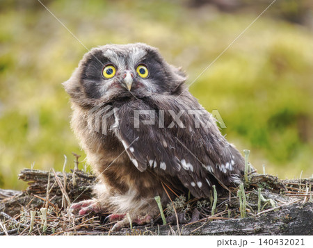 Boreal owl fledgling close-up. Aegolius funereus fluffy young owlet looking up with yellow eyes on mossy log. Cute wild bird chick perched in forest spring nature. Funny cute little Tengmalms owl 140432021