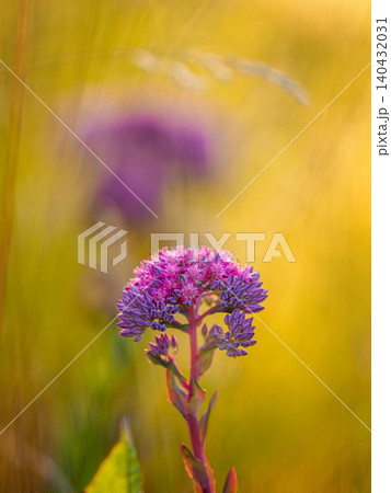 Purple sedum flower vertical as backgroundPurple stonecrop wildflower as background. Hylotelephium telephium macro shot warm sunset golden hour light. Pink sedum blossom on sunny yellow meadow fields Purple sedum flower vertical as backgroundPurple stonecrop wildflower as background. Hylotelephium telephium macro shot warm sunset golden hour light. Pink sedum blossom on sunny yellow meadow fields 140432031