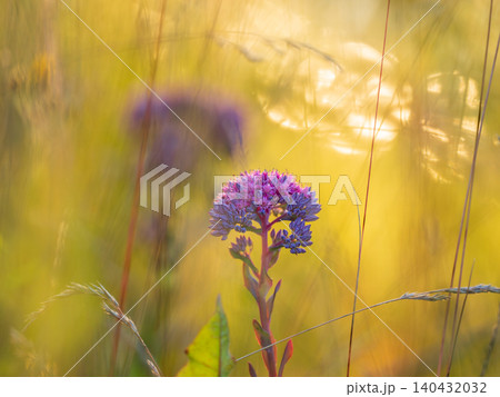 Purple stonecrop wildflowers field as background with copy space. Pink sedum blossoms on yellow meadow. Hylotelephium telephium in warm sunset golden hour sunlight, slow life country vacation concept Purple stonecrop wildflowers field as background with copy space. Pink sedum blossoms on yellow meadow. Hylotelephium telephium in warm sunset golden hour sunlight, slow life country vacation concept 140432032