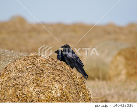 Two black ravens on straw bale as background. Common raven pair perched on hay roll in harvested agricultural field. Corvus corax birds wild nature rural countryside landscape biology concept Two black ravens on straw bale as background. Common raven pair perched on hay roll in harvested agricultural field. Corvus corax birds wild nature rural countryside landscape biology concept 140432039
