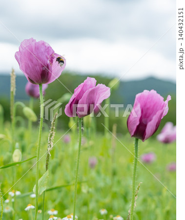 A vertical detailed close-up of a blooming purple poppy flower with a honeybee flying nearby to pollinate it. Represents summer biodiversity, ecosystem health, and organic gardening A vertical detailed close-up of a blooming purple poppy flower with a honeybee flying nearby to pollinate it. Represents summer biodiversity, ecosystem health, and organic gardening 140432151