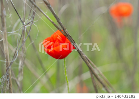 An artistic close-up of a vibrant red poppy flower growing behind dry grass stems in a summer meadow. Creates a soft, atmospheric depth of field effect ideal for creative designs. Solitary scarlet An artistic close-up of a vibrant red poppy flower growing behind dry grass stems in a summer meadow. Creates a soft, atmospheric depth of field effect ideal for creative designs. Solitary scarlet 140432192