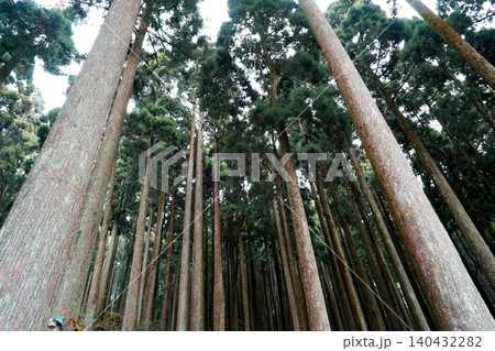 Low angle view of a dense evergreen forest with towering conifer trees Low angle view of a dense evergreen forest with towering conifer trees 140432282
