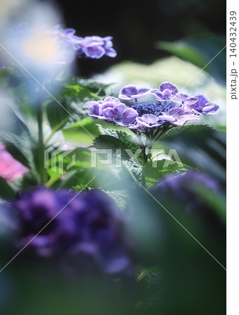 雨の合間の紫陽花 雨の合間の紫陽花 140432439