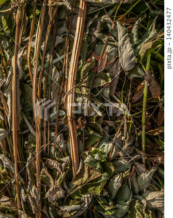 Authentic rural texture of dried tangled mixed mown grass and wild hay background 140432477