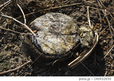 Weathered Tree Stump Closeup 140432650