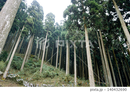 Towering pine trees and traditional Tibetan prayer flags at Lamahatta Eco Park Towering pine trees and traditional Tibetan prayer flags at Lamahatta Eco Park 140432690