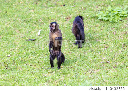 A Tufted Capuchin monkey foraging for and eating food A Tufted Capuchin monkey foraging for and eating food 140432723