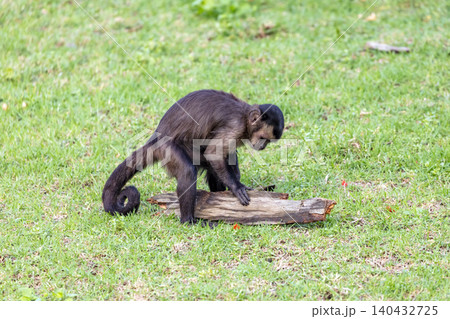 A Tufted Capuchin monkey foraging for and eating food A Tufted Capuchin monkey foraging for and eating food 140432725