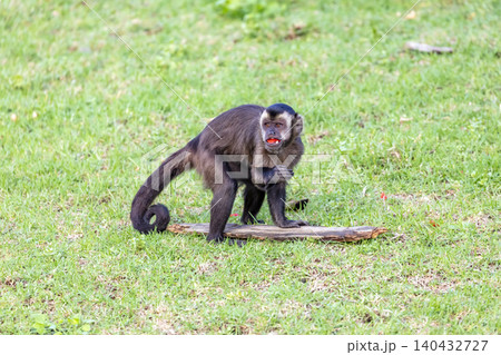 A Tufted Capuchin monkey foraging for and eating food A Tufted Capuchin monkey foraging for and eating food 140432727