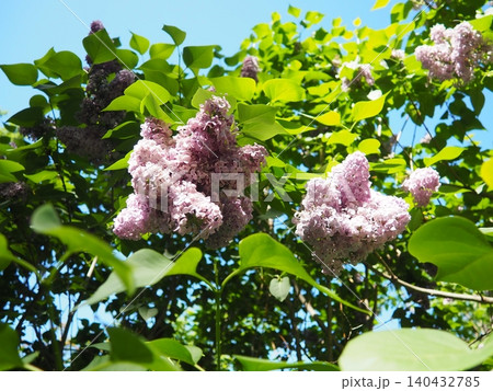 Syringa, flowering woody plant in olive family called lilacs. Native to woodland, cultivated in temperate areas. Purple flowers or lilac in spring. Lilacs are popular shrubs in parks and gardens Syringa, flowering woody plant in olive family called lilacs. Native to woodland, cultivated in temperate areas. Purple flowers or lilac in spring. Lilacs are popular shrubs in parks and gardens 140432785