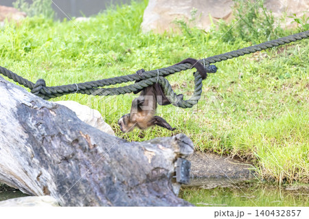A Tufted Capuchin monkey playing on a rope 140432857