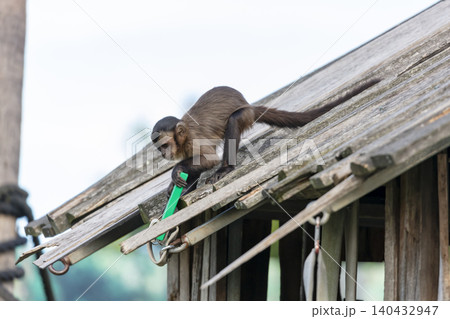 A Tufted Capuchin monkey playing on a wooden roof A Tufted Capuchin monkey playing on a wooden roof 140432947