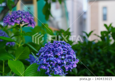 可愛い紫陽花 140433015