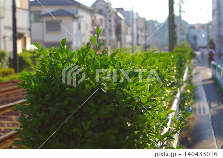 雑草が生い茂る路地 雑草が生い茂る路地 140433016