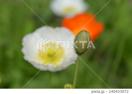 ケシの花 ケシの花 140433072