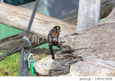 A Tufted Capuchin monkey standing on a wooden frame A Tufted Capuchin monkey standing on a wooden frame 140433099