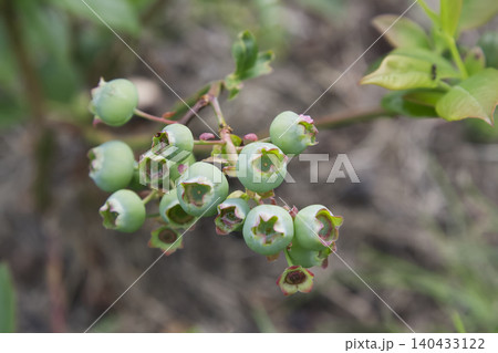 Unripe Green Blueberries Cluster Closeup 140433122