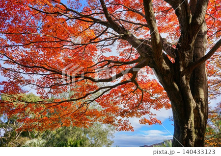 紅葉木 紅葉木 140433123